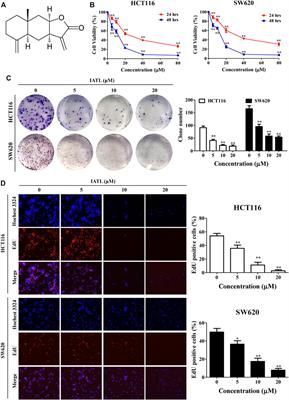 Isoalantolactone Induces Cell Cycle Arrest, Apoptosis and Autophagy in Colorectal Cancer Cells